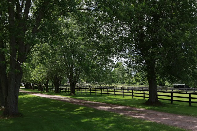 healthy preserved trees in a new orleans yard