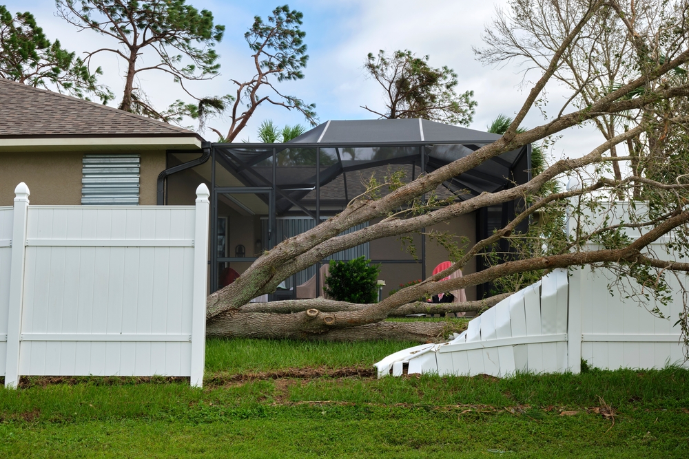 fallen tree in yard in louisiana