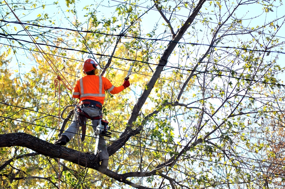 man standing on long limb and cutting