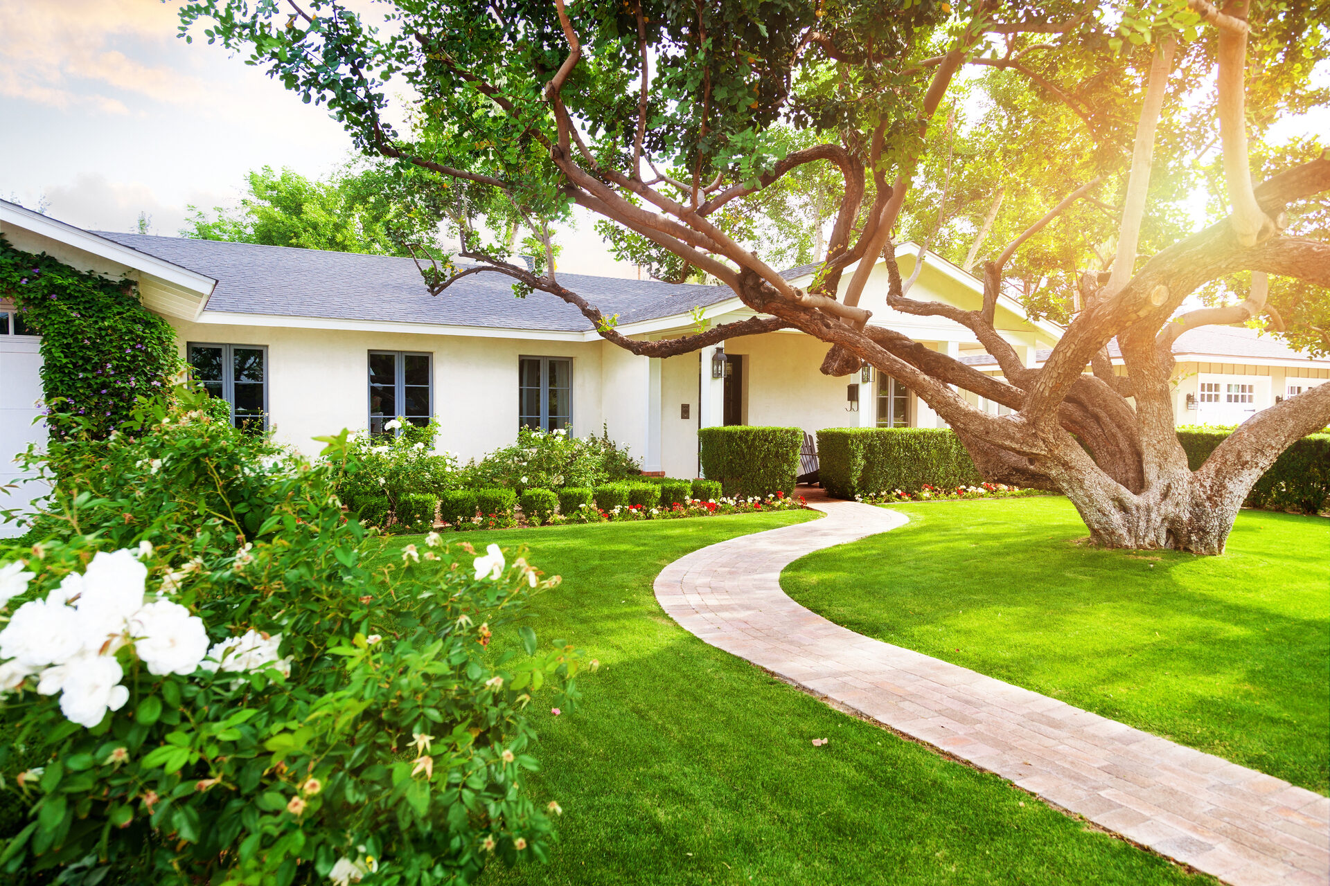 white home in new orleans with a large tree in front yard